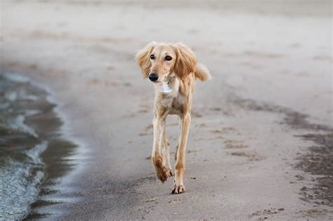 24 Unique & Rare Dog Breeds You’ll Want to Know About.